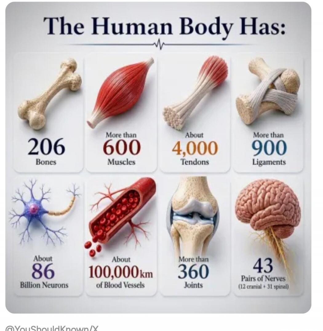 The Human Body Has: 206 Bones, More than 600 Muscles, About 4,000 Tendons, More than 900 Ligaments, About 86 Billion Neurons, About 100,000km of Blood Vessels, More than 360 Joints, 43 Pairs of Nerves (12 cranial + 31 spinal).