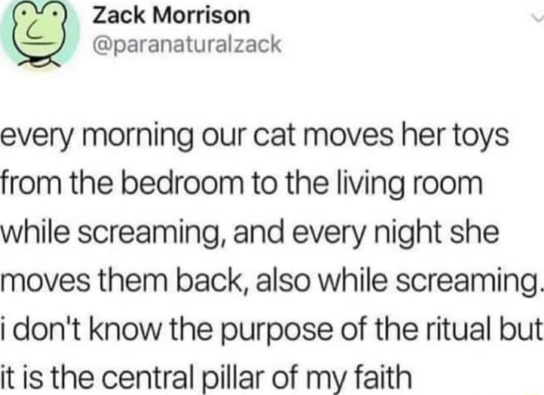 Zack Morrison paranaturalzack 4 every morning our cat moves her toys from the bedroom to the living room while screaming and every night she moves them back also while screaming i dont know the purpose of the ritual but it is the central pillar of my faith