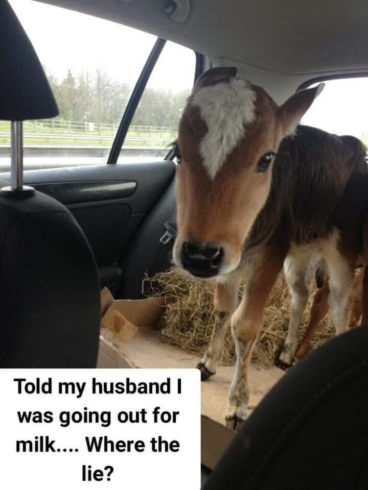 Told my husband was going out for milk Where the lie