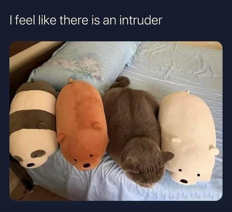 REENICRGEEESE TNl Ue1g