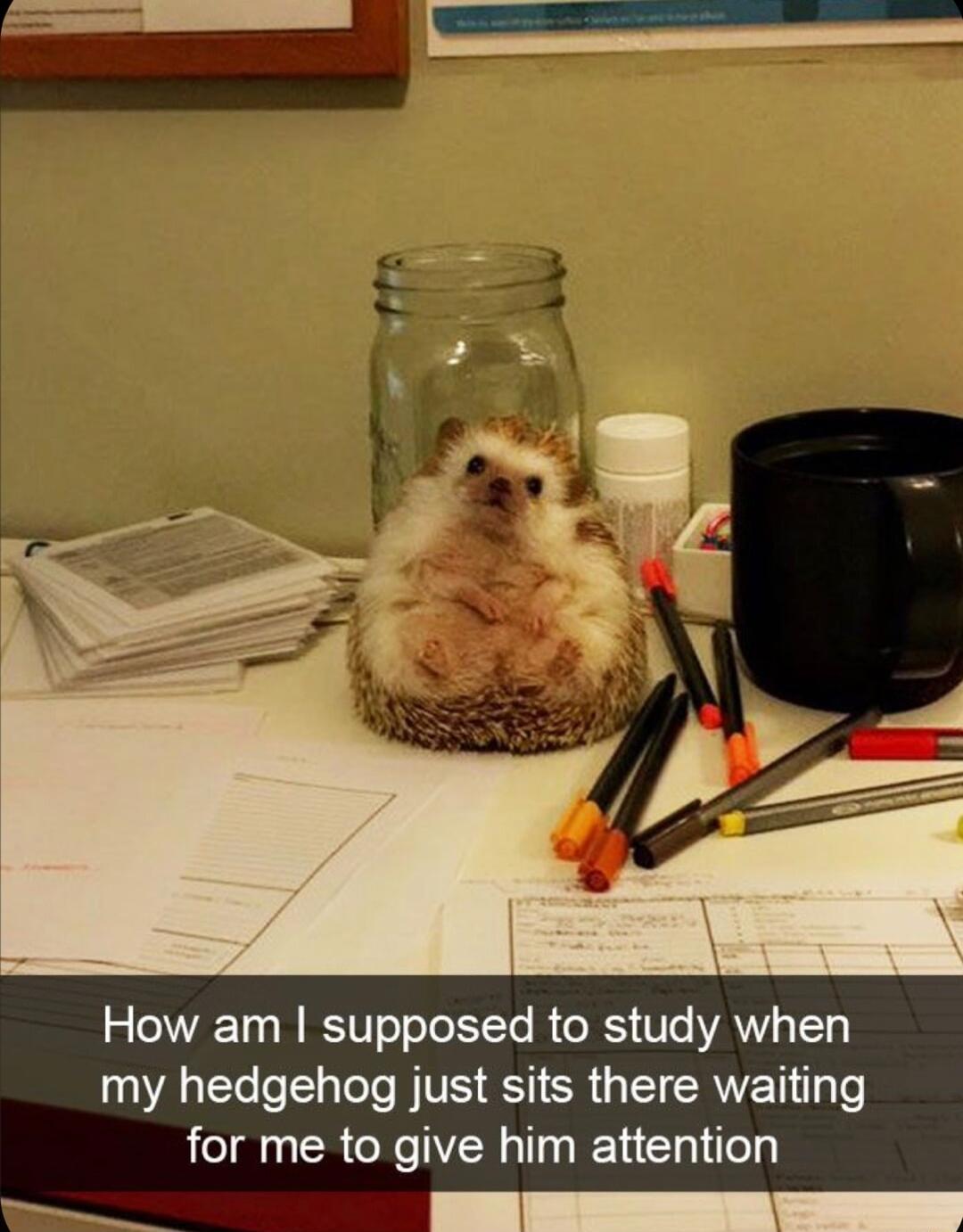 How am supposed to study when my hedgehog just sits there waiting for me to give him attention
