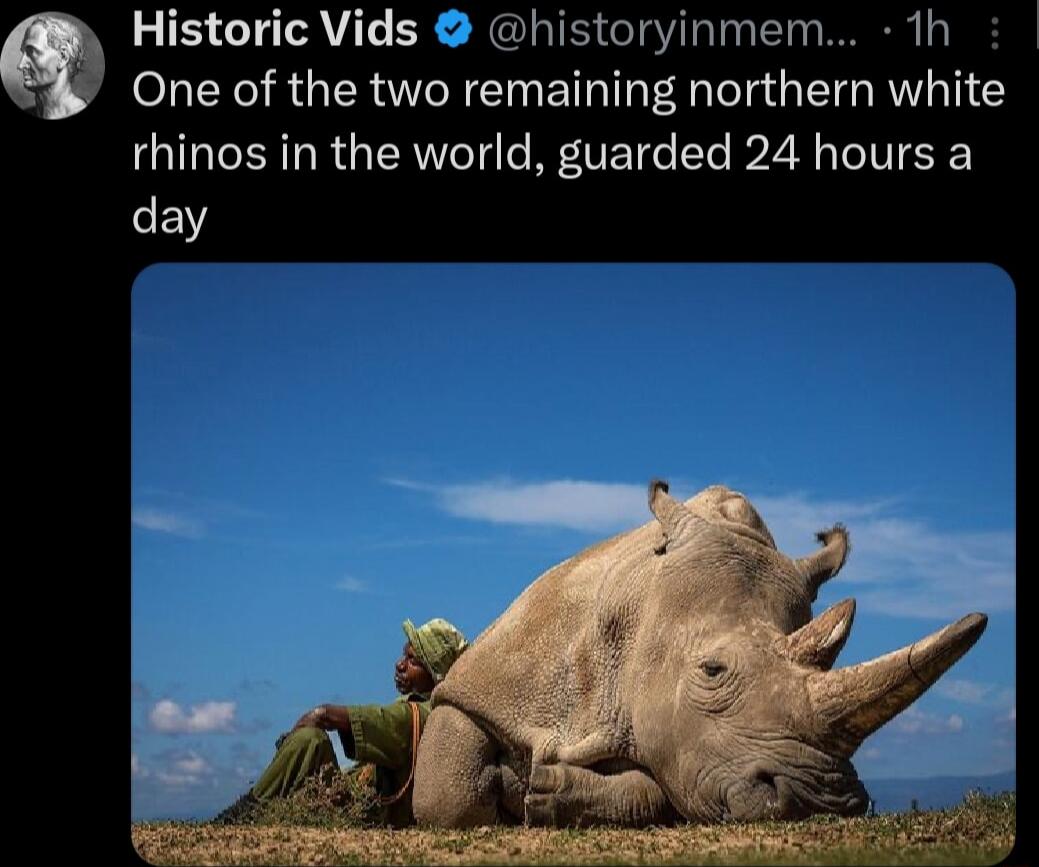 Historic Vids historyinmem 1h X One of the two remaining northern white rhinos in the world guarded 24 hours a EW