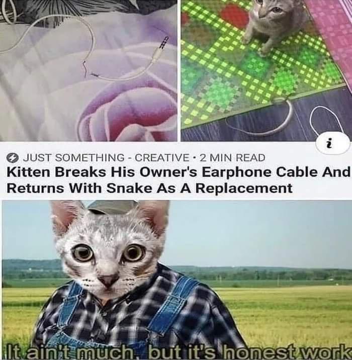 JUST SOMETHING CREATIVE 2 MIN READ Kitten Breaks His Owners Earphone Cable And Returns With Snake As A Replacement
