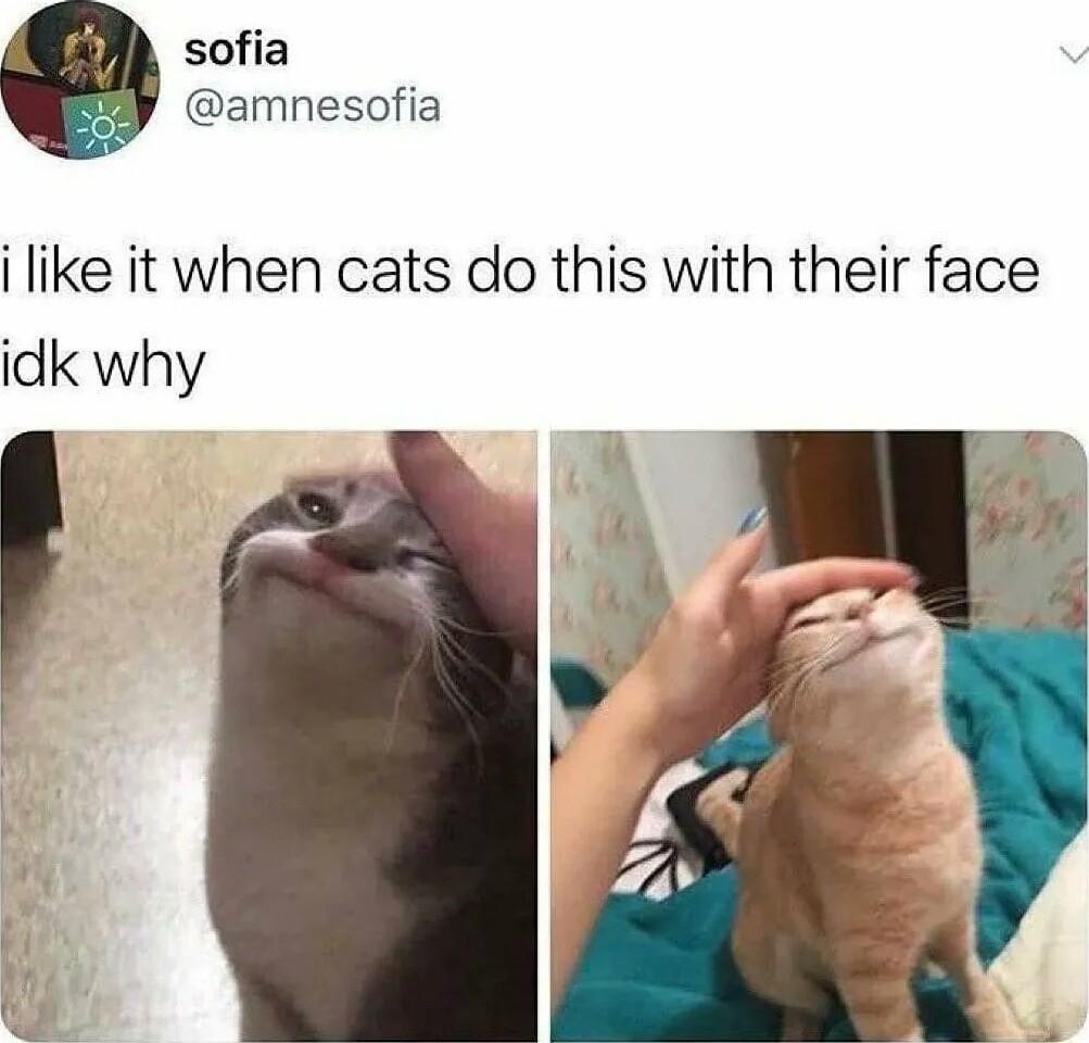 sofia amnesofia i like it when cats do this with their face idk why