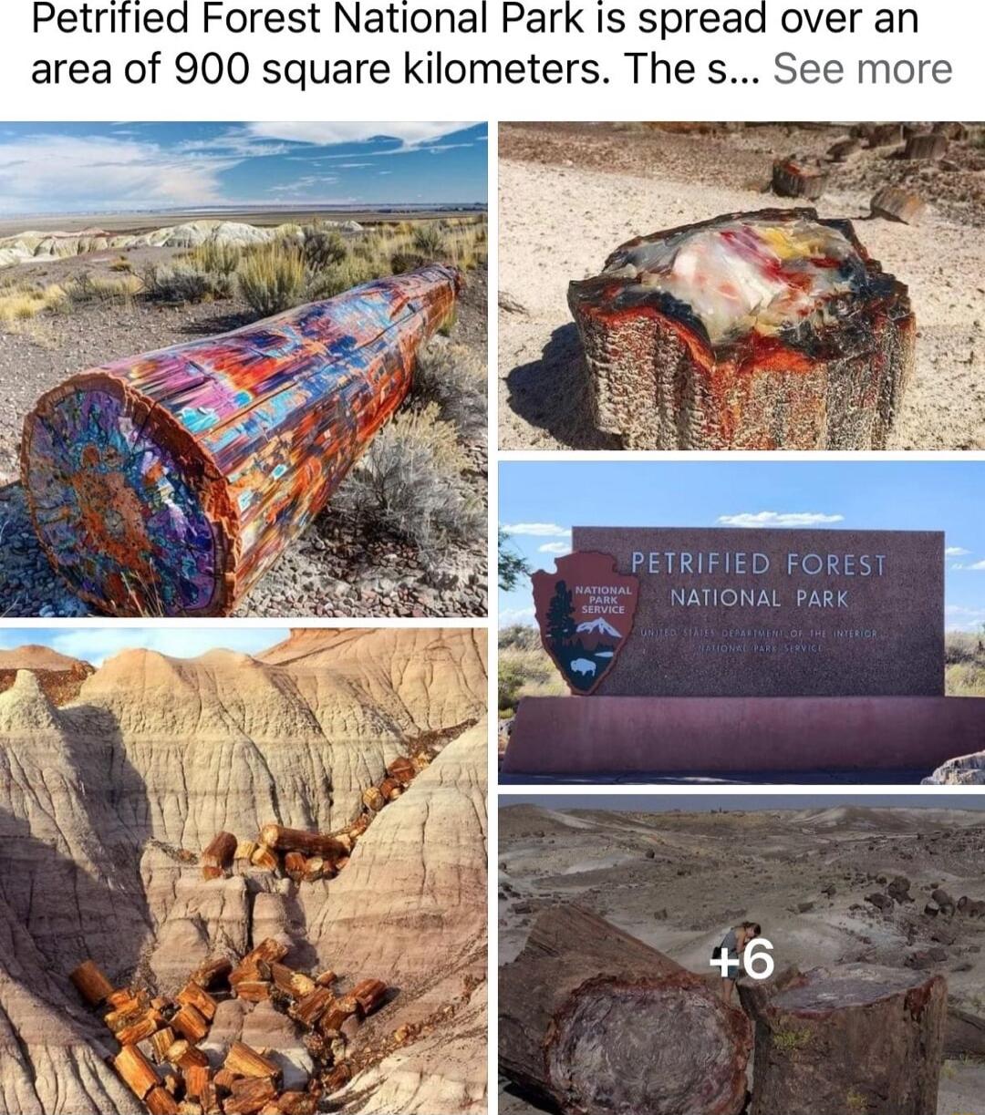 Petrified Forest National Park Is spread over an area of 900 square kilometers The s See more PETRIFIED FOREST NATIONAL ARK