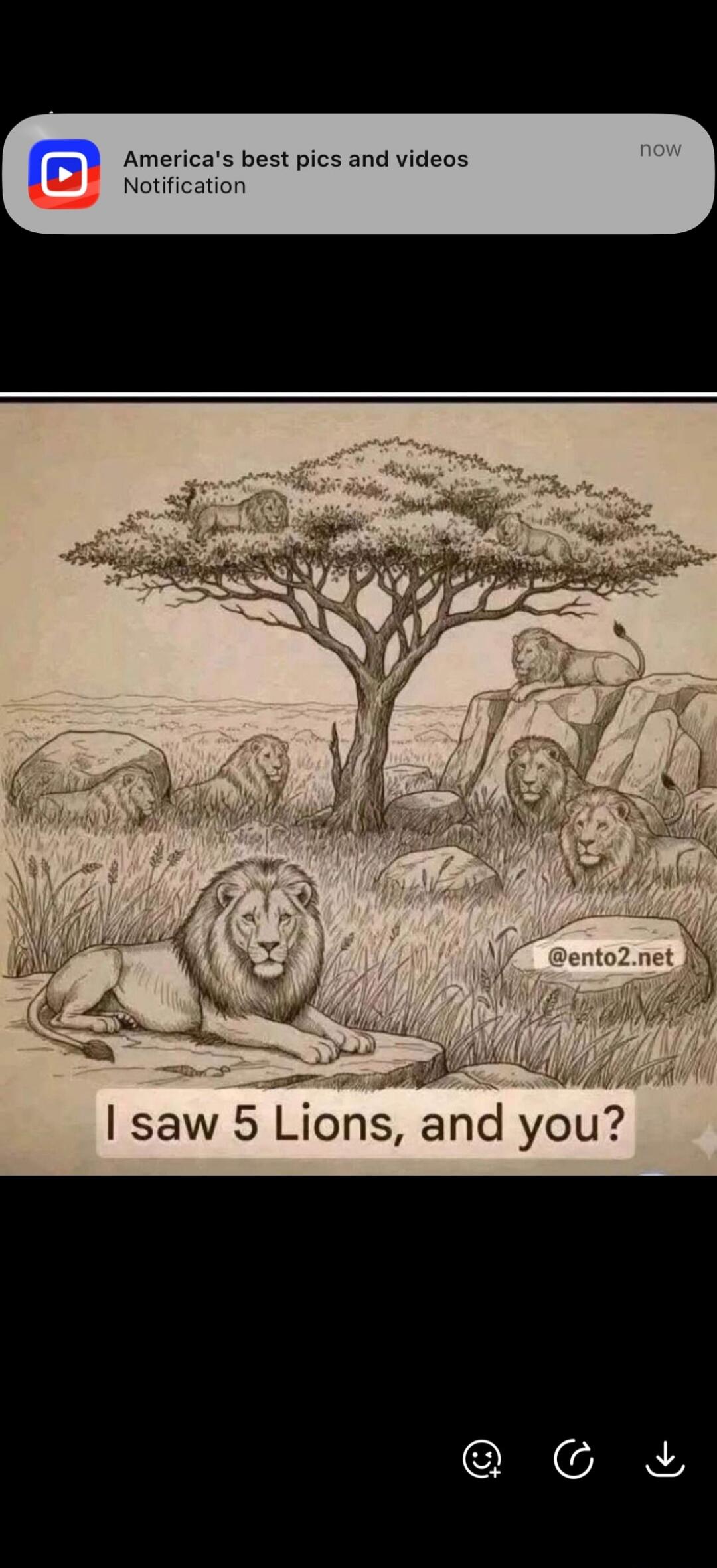 I saw 5 Lions, and you? @ento2.net