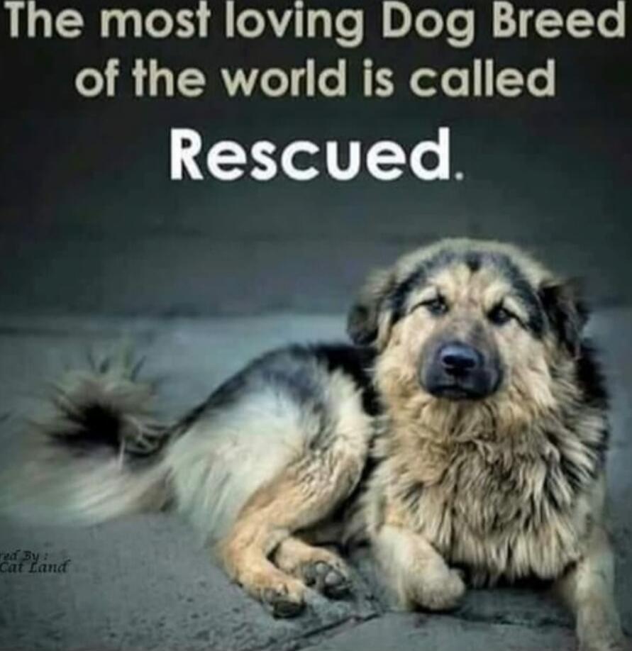 The most loving Dog Breed of the world is called Rescued.