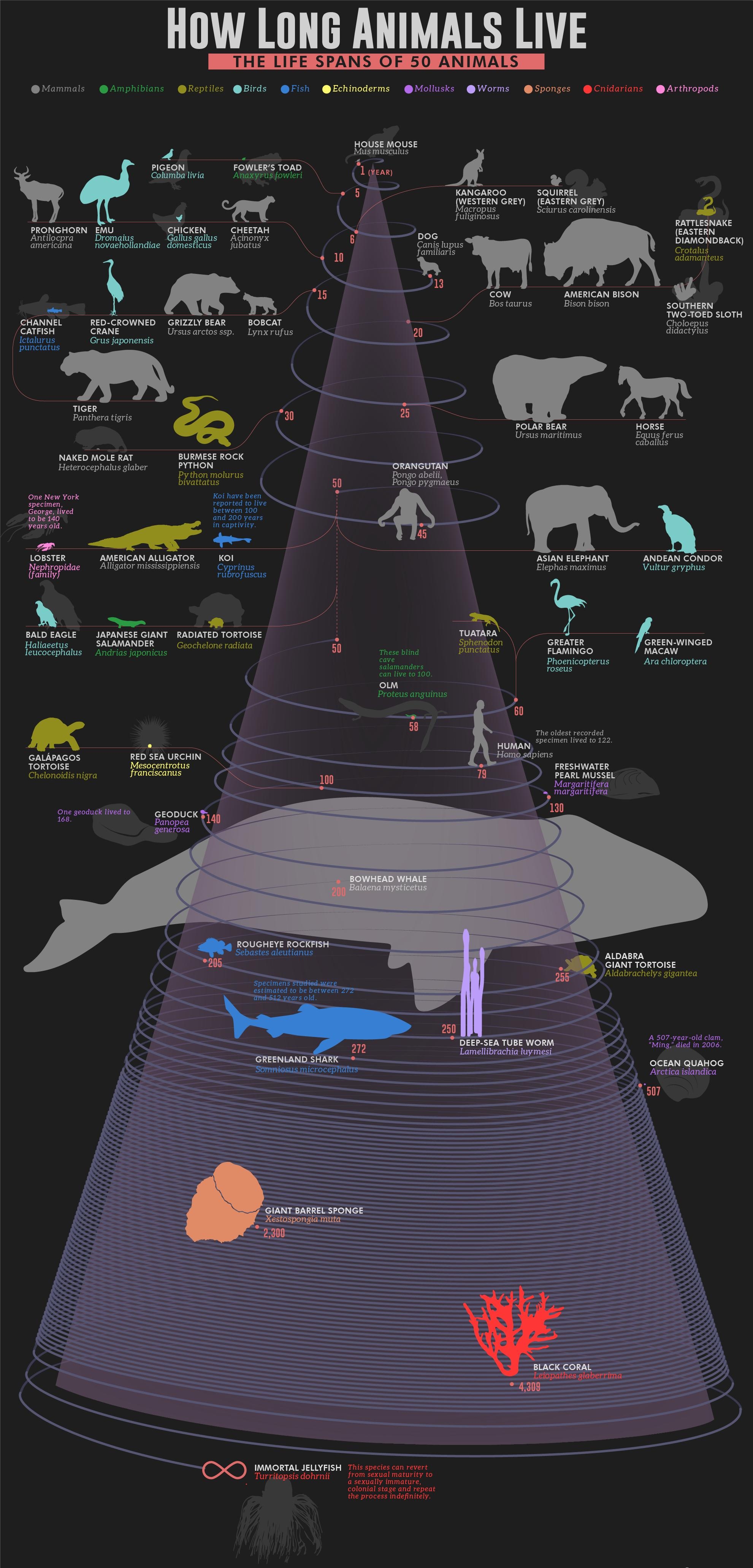 HOW LONG ANIMALS LIVE THE LIFE SPANS OF 50 ANIMALS Mammals Amphibians Reptiles Birds Fish Echinoderms Mollusks Worms Sponges Cnidarians Arthropods HOUSE MOUSE 4 Mus musculus dee FOWLERS TOAD Columba livia Anaxyrus fowleri e7ee SQUIRREL IIIESTERN GREY gEASTERN c434 acropus faihighENevigel i v fuliginosus o e o 3 I 1V o1e 3 ol 133721 1 N EASTERN Antilocpra Dromagius Gallus gallus Acinonyx B DOG IIAM