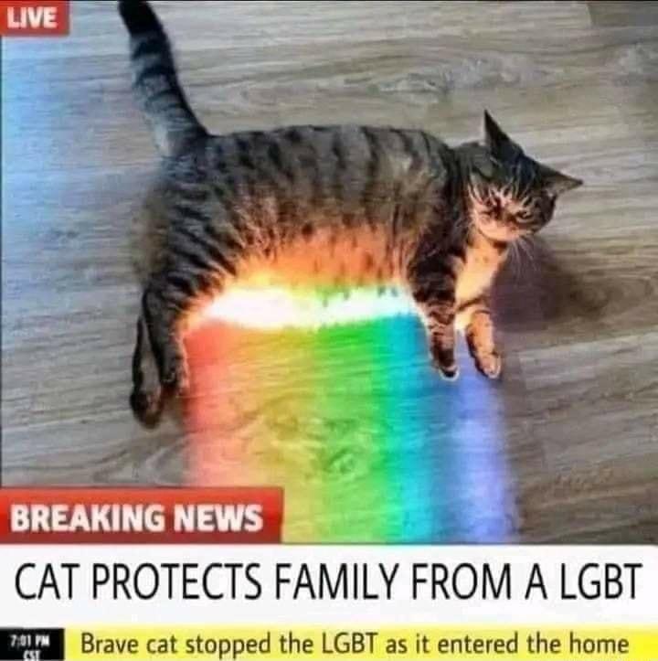 CAT PROTECTS FAMILY FROM A LGBT EEl Brave cat stopped the LGBT as it entered the home