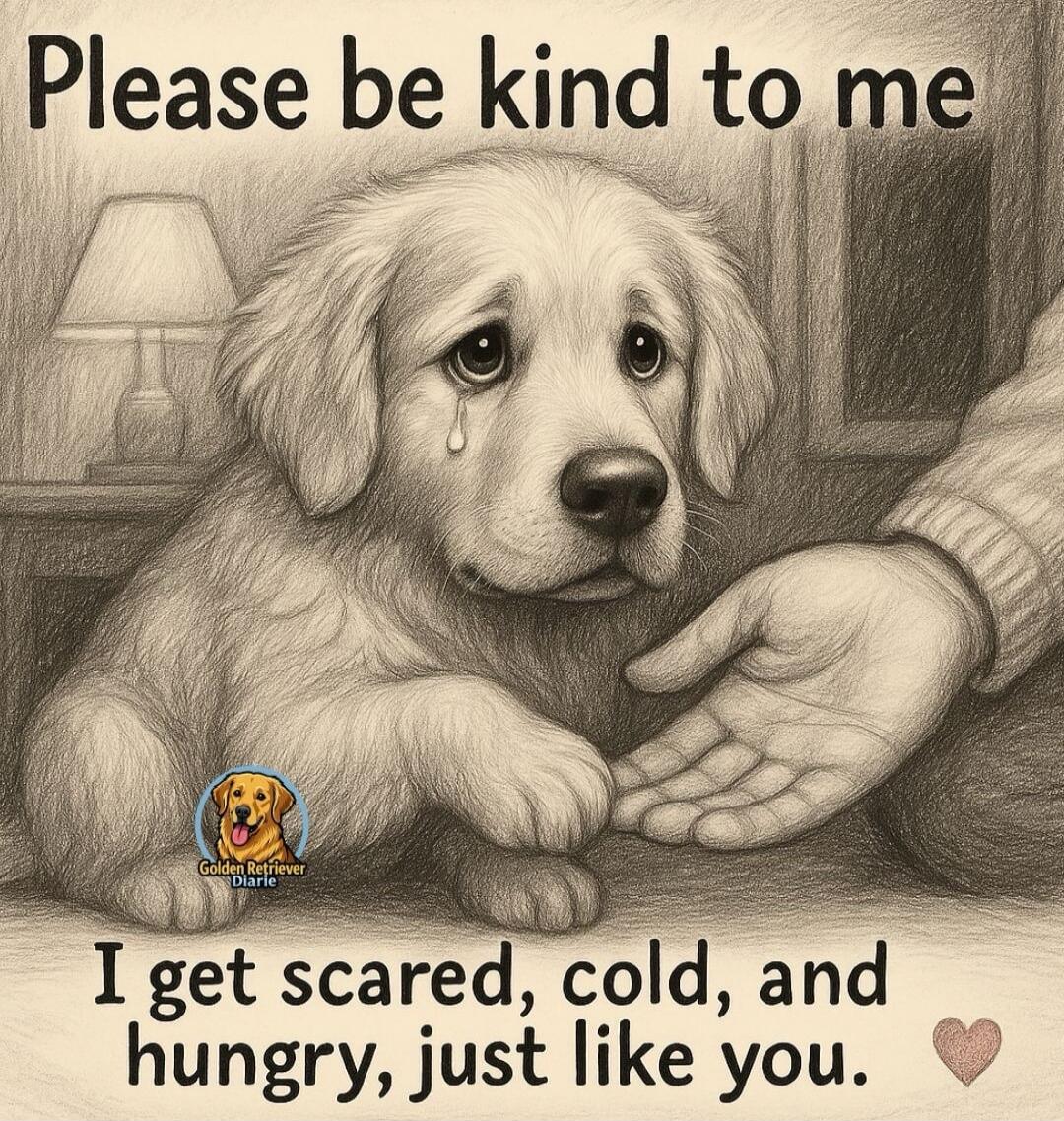 Please be kind to me I get scared, cold, and hungry, just like you. Golden Retriever Diaries