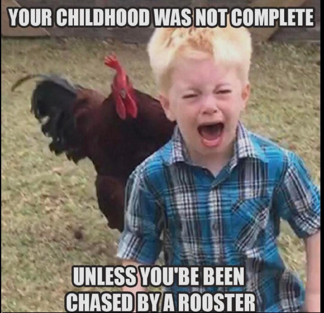 YOUR CHILDHOOD WAS NOT COMPLETE UNLESS YOU'VE BEEN CHASED BY A ROOSTER