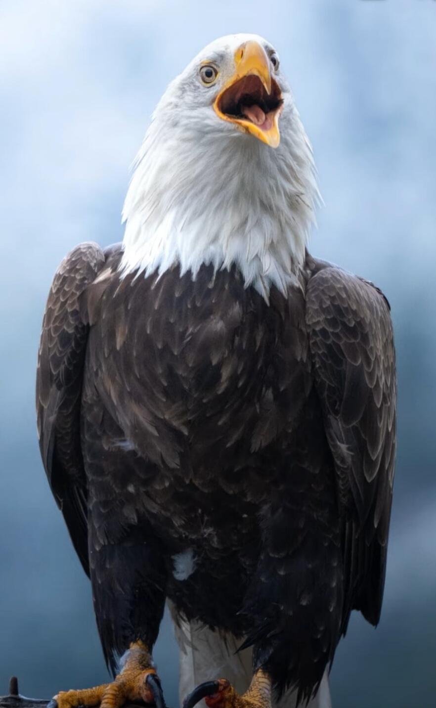 The bald eagle is a bird of prey found in North America. It is the national bird of the United States and is a symbol of freedom and strength. The bald eagle is a large bird with a wingspan of up to 7 feet. It has a white head and tail, and a dark brown body. The bald eagle is a carnivore and feeds on fish, birds, and mammals. It is a powerful hunt