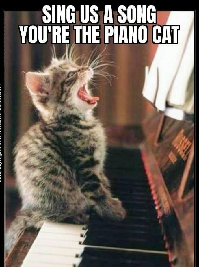 i LR YOURE THE PIANOCAT