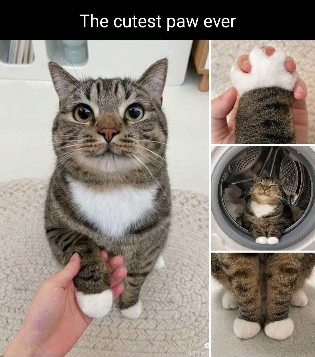 The cutest paw ever