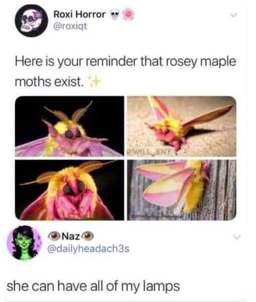 Roxi Horror Here is your reminder that rosey maple moths exist she can have all of my lamps