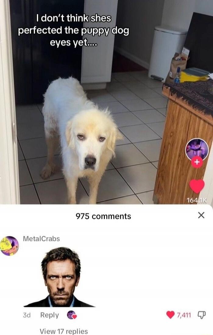 I don't think shes perfected the puppy dog eyes yet.....