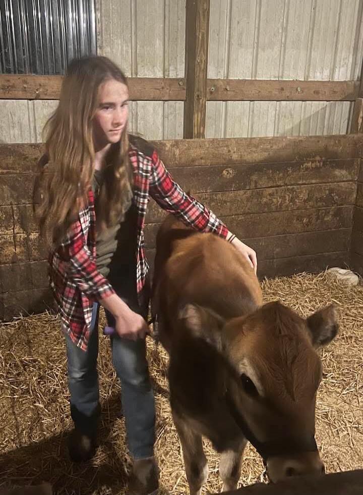 A young person in a plaid shirt is brushing a brown calf in a barn filled with hay.
