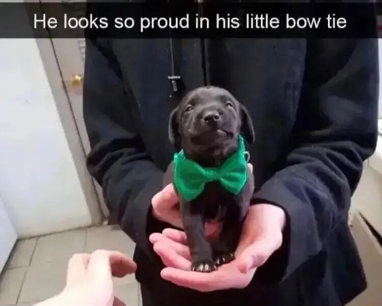 He looks so proud in his little bow tie