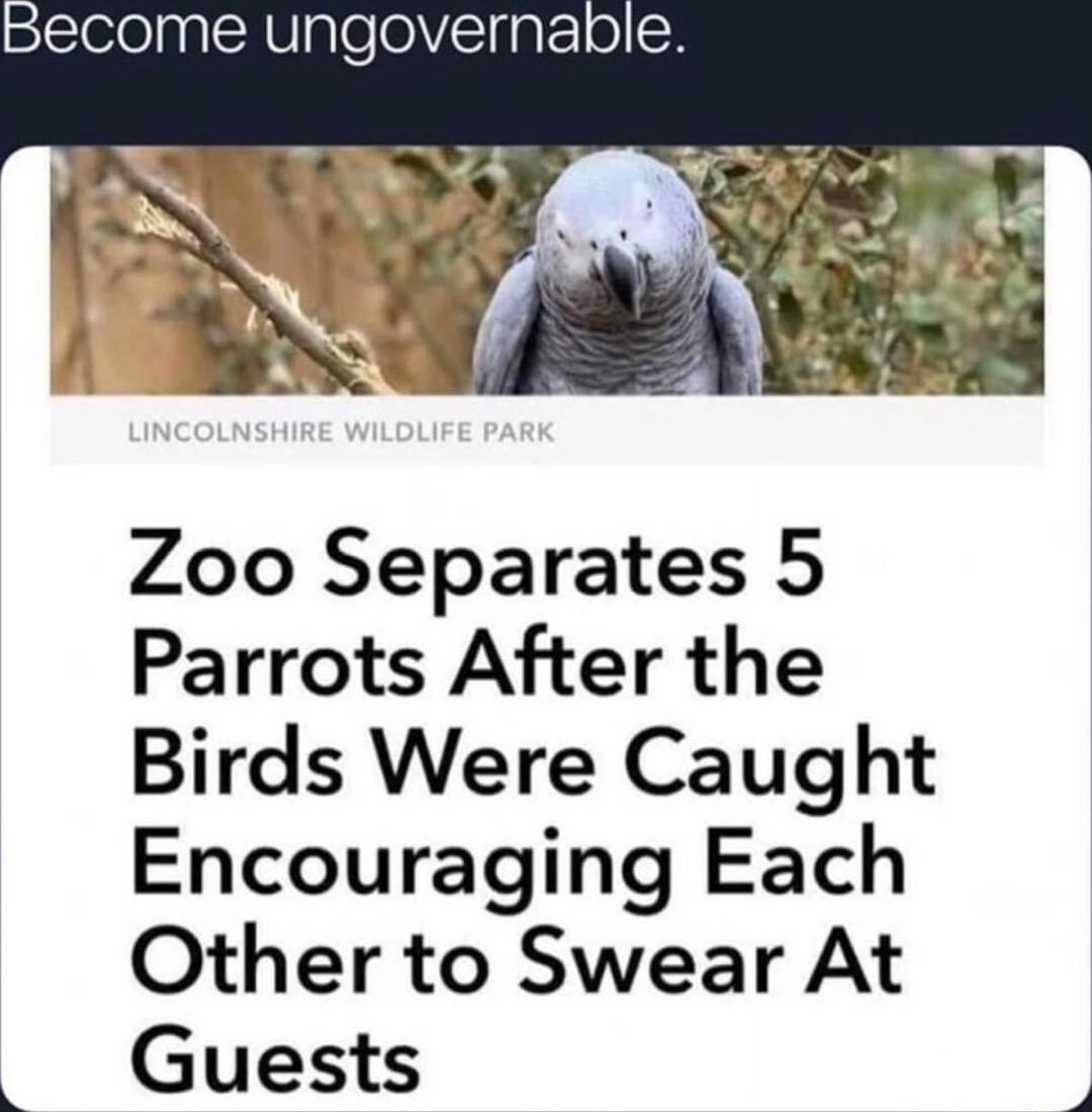 pecome ungovernaole k Zoo Separates 5 Parrots After the Birds Were Caught Encouraging Each Other to Swear At Guests