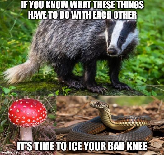 IF YOU KNOW WHATTHESE THINGS N IAll TII Illl WITH EACH OTHER 9 TIME TO ICE YOUR BAD KNEE