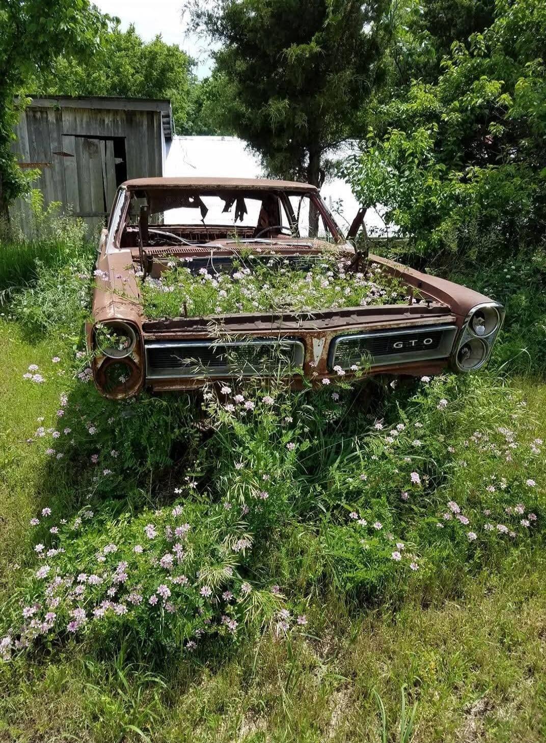 GTO