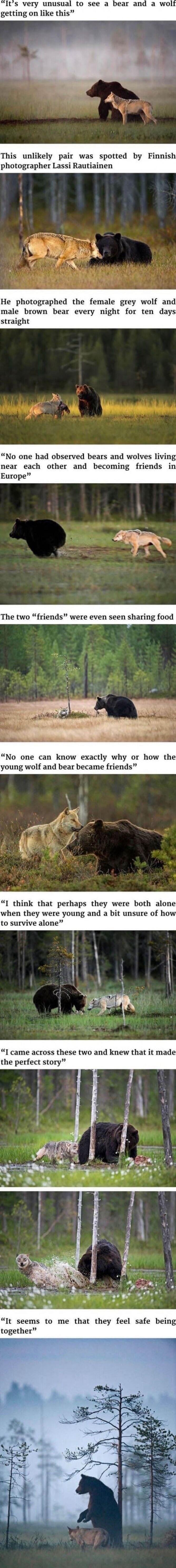It's very unusual to see a bear and a wolf getting on like this
This unlikely pair was spotted by Finnish photographer Lassi Rautiainen
He photographed the female grey wolf and male brown bear every night for ten days straight
No one had observed bears and wolves living near each other and becoming friends in Europe
The two 