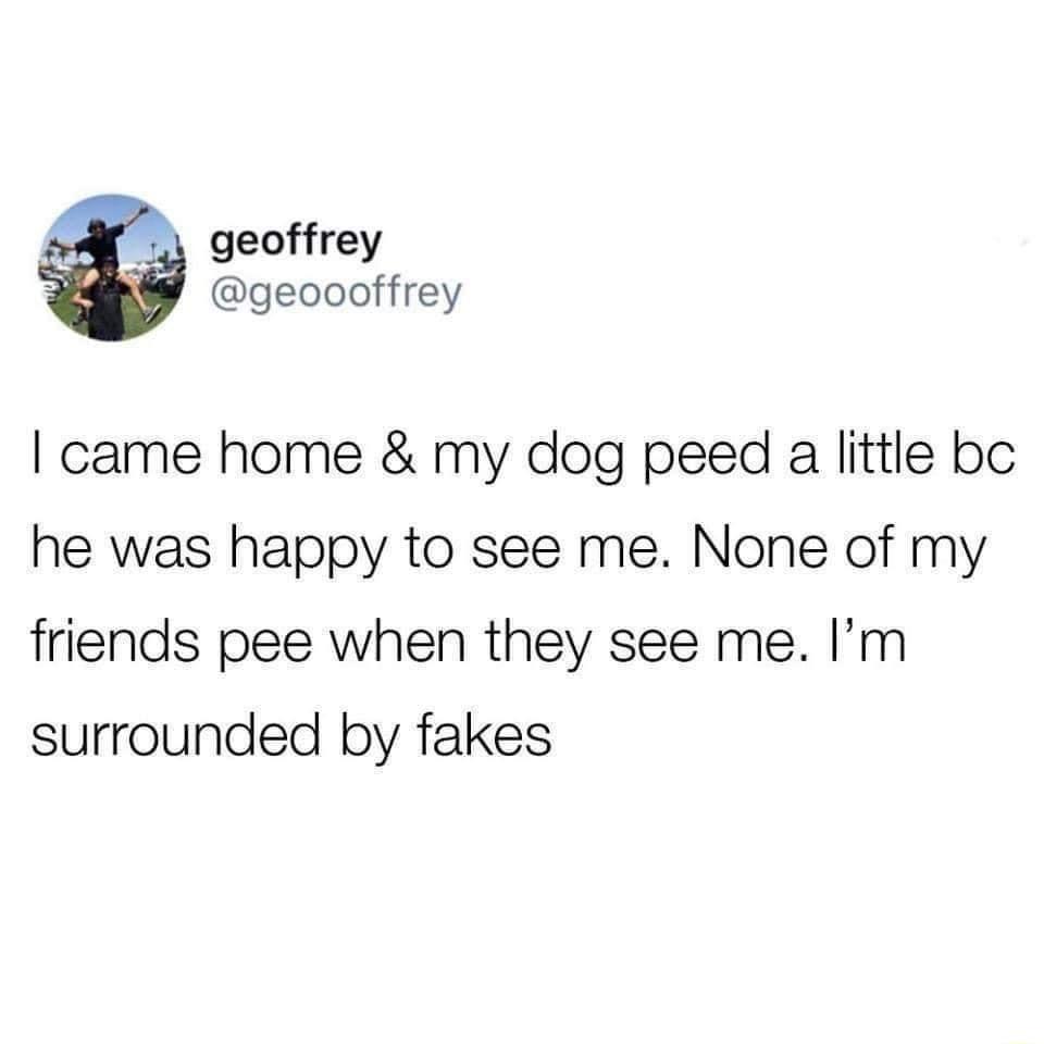 geoffrey 3 geoooffrey came home my dog peed a little bc he was happy to see me None of my friends pee when they see me Im surrounded by fakes