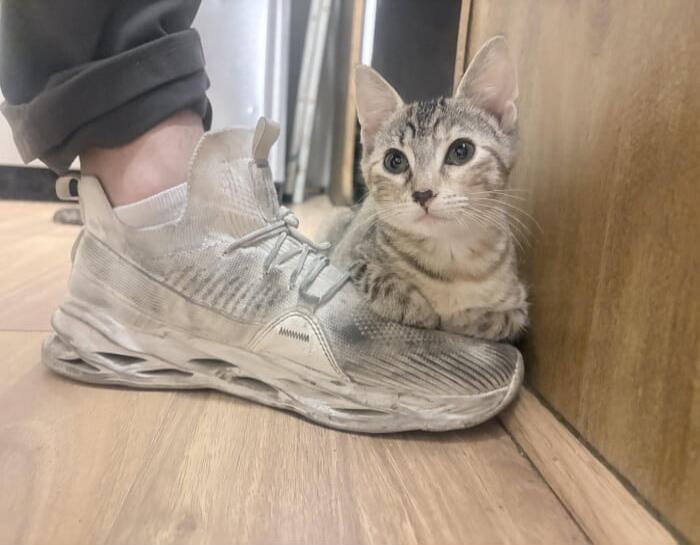 A small tabby cat sits beside a dusty sneaker on a wooden floor, looking curiously at the camera.