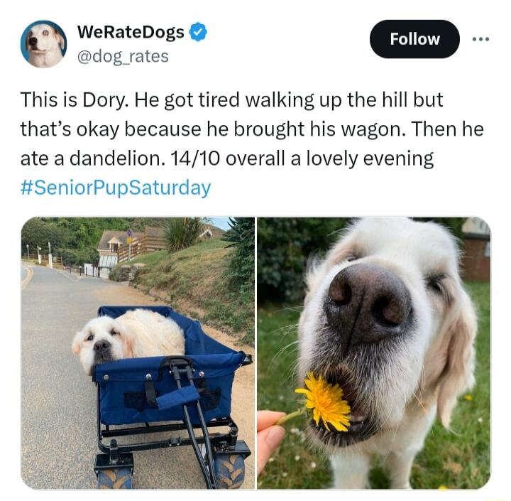 WeRateDogs m dog rates This is Dory He got tired walking up the hill but thats okay because he brought his wagon Then he ate a dandelion 1410 overall a lovely evening SeniorPupSaturday