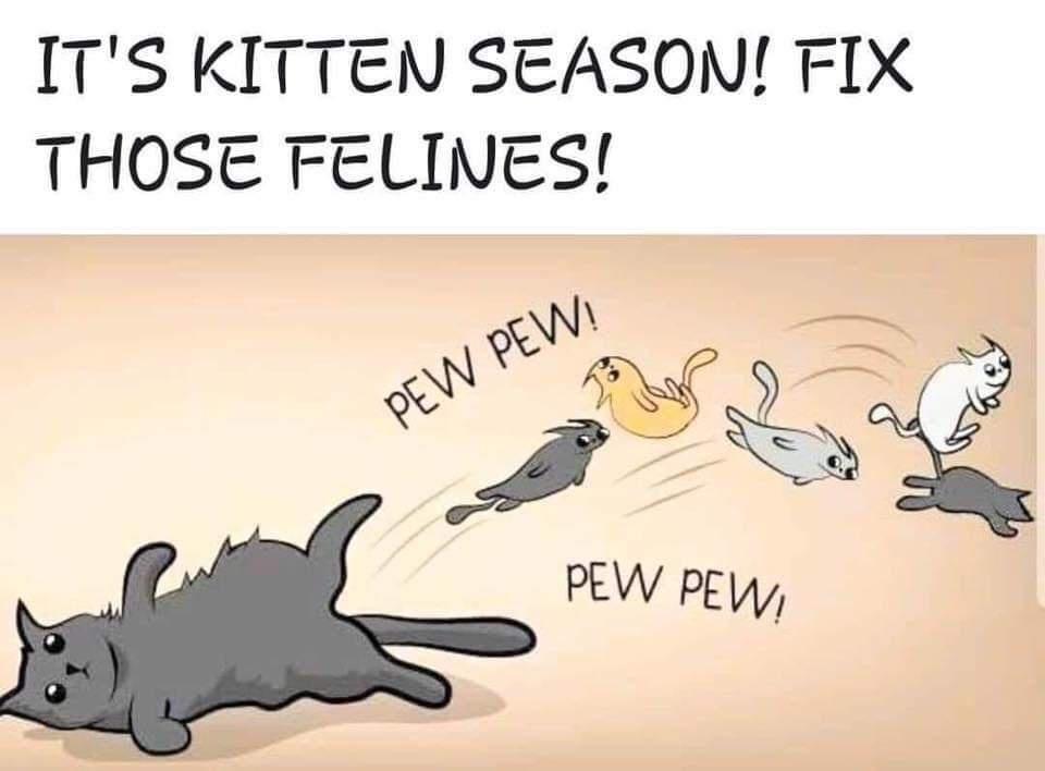 ITS KITTEN SEASON FIX THOSE FELINES