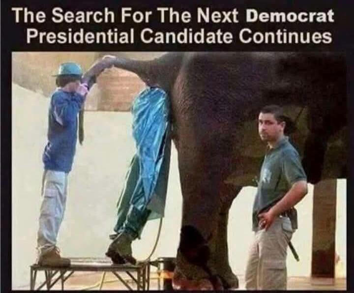 The Search For The Next Democrat Presidential Candidate Continues. A man in a blue hat and shirt is standing on a stool, reaching into the rear of an elephant, which is partially covered by a blue tarp. Another man in a green shirt stands nearby, observing the scene.