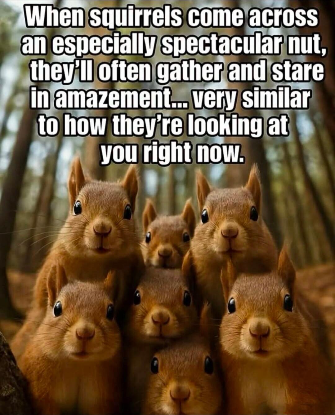 When squirrels come across an especially spectacular nut, they'll often gather and stare in amazement... very similar to how they're looking at you right now.