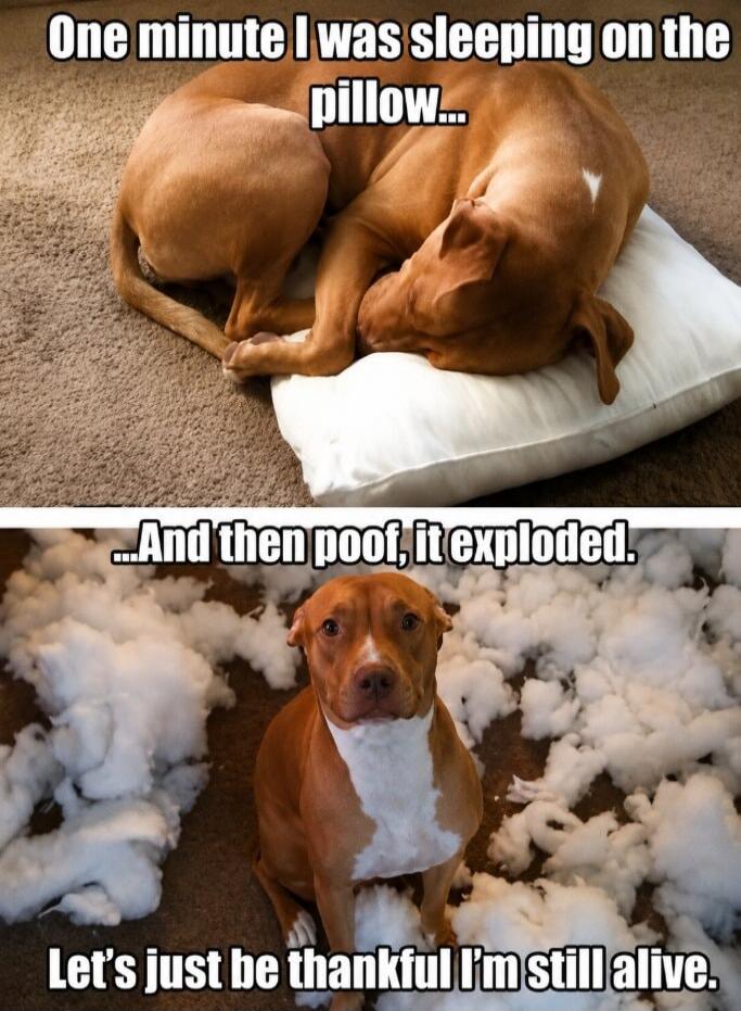 One minute I was sleeping on the pillow... And then poof, it exploded. Let's just be thankful I'm still alive.