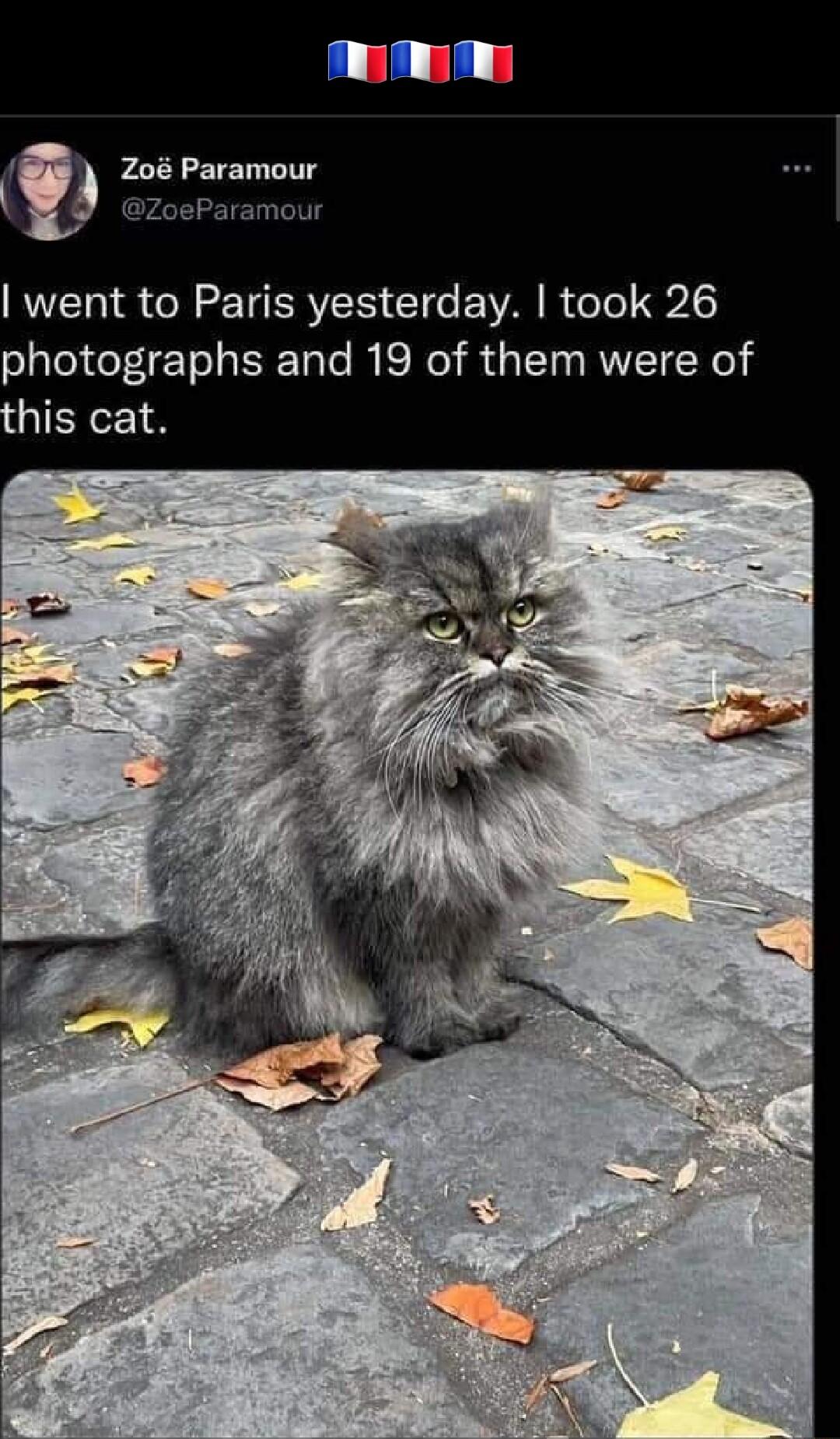 LBl f 3 Paramour aramour went to Paris yesterday took 26 photographs and 19 of them were of his cat