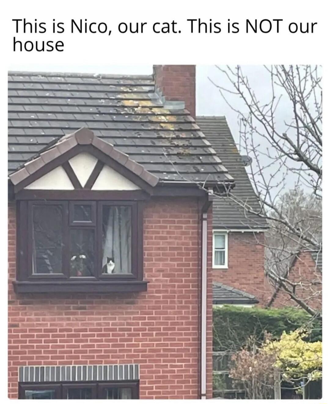 This is Nico, our cat. This is NOT our house