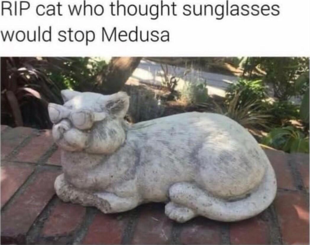 RIP cat who thought sunglasses would stop Medusa