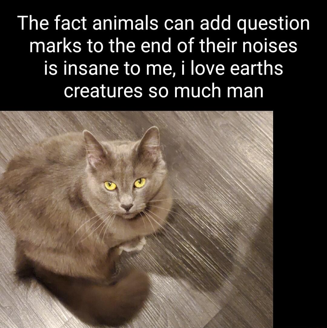 The fact animals can add question marks to the end of their noises is insane to me i love earths creatures so much man