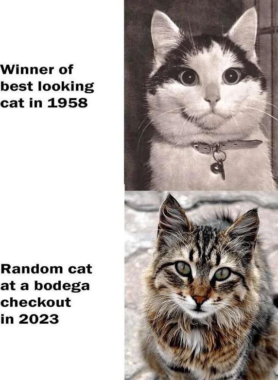 Winner of best looking cat in 1958 Random cat at a bodega checkout in 2023