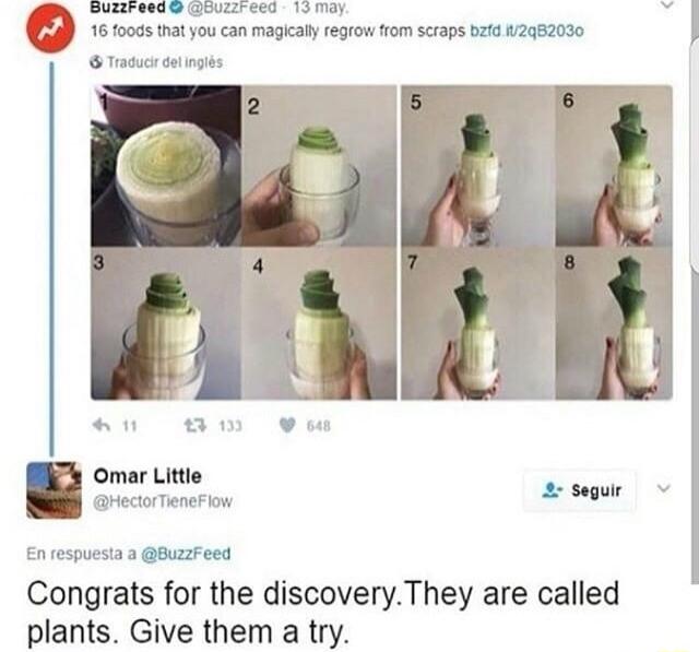 NUEIIONER SRULECS 19 Y 16 foods that you can magically regrow from scraps bafd 12952030 Taduc salingies n Bw Y Omar Little B Enrespuesta a BuzzFeed Congrats for the discoveryThey are called plants Give them a try