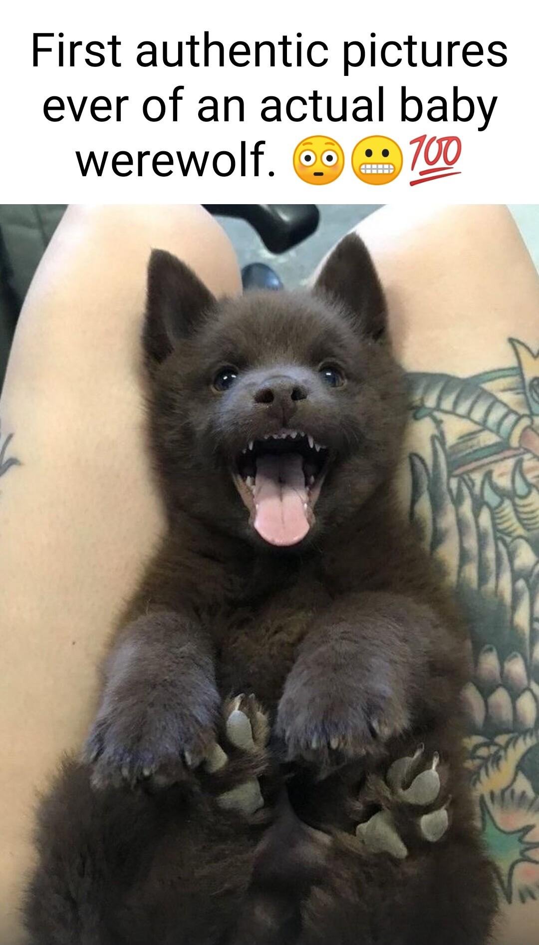 First authentic pictures ever of an actual baby werewolf G0 70
