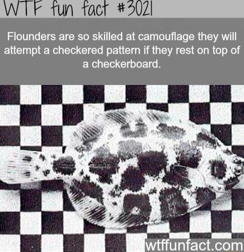 WIF fun tacr 5021 Flounders are so skilled at camouflage they will attempt a checkered pattern if they rest on top of R E G RE i unfactcom
