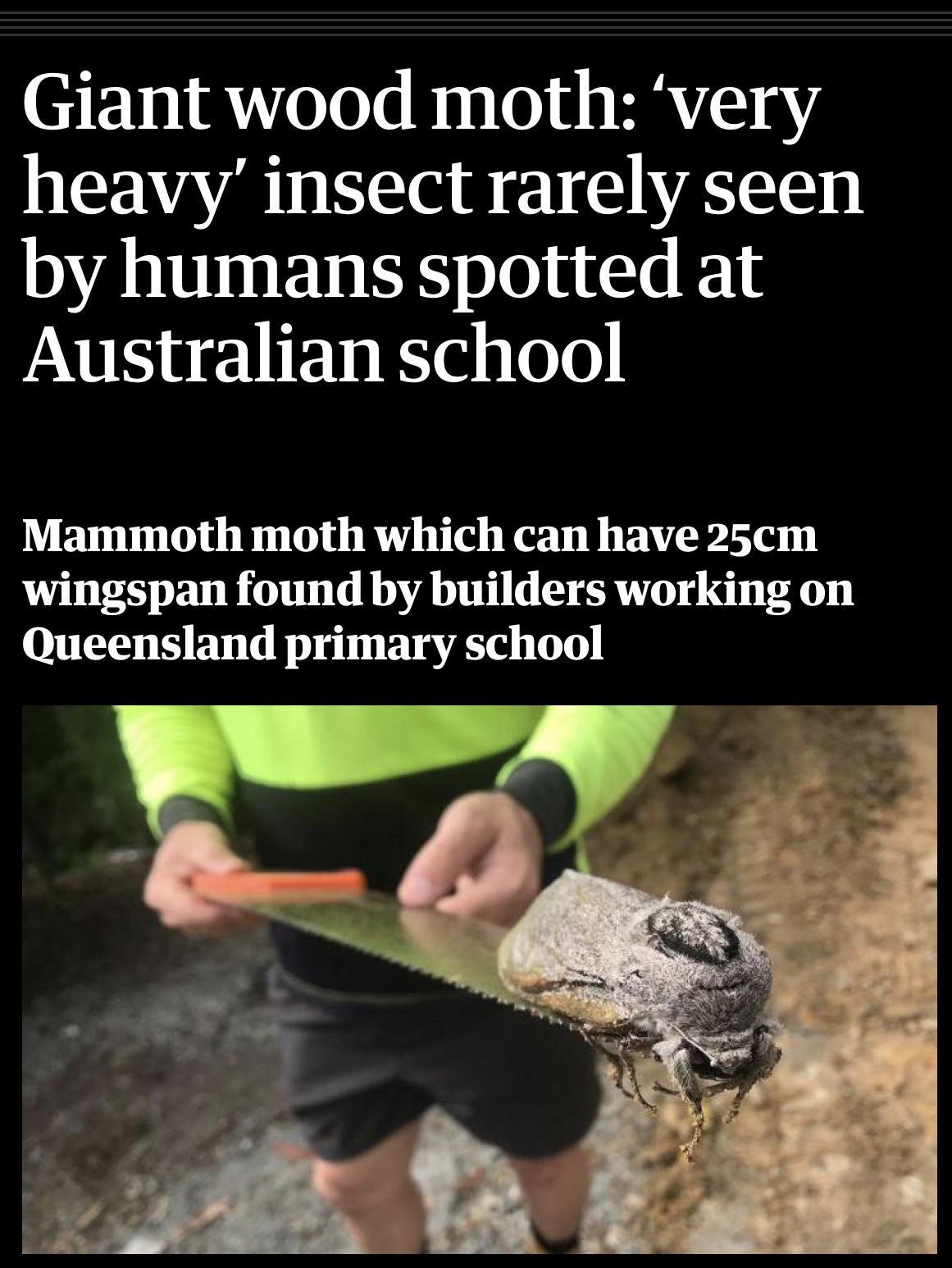Giant wood moth very heavy insect rarely seen by humans spotted at Australian school Mammoth moth which can have 25cm wingspan found by builders working on Queensland primary school