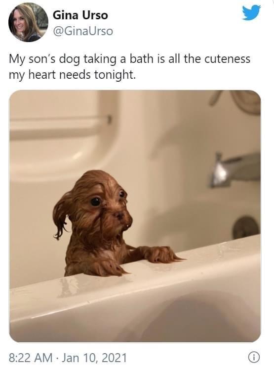 Gina Urso L 4 GinaUrso My sons dog taking a bath is all the cuteness my heart needs tonight 822 AM Jan 10 2021