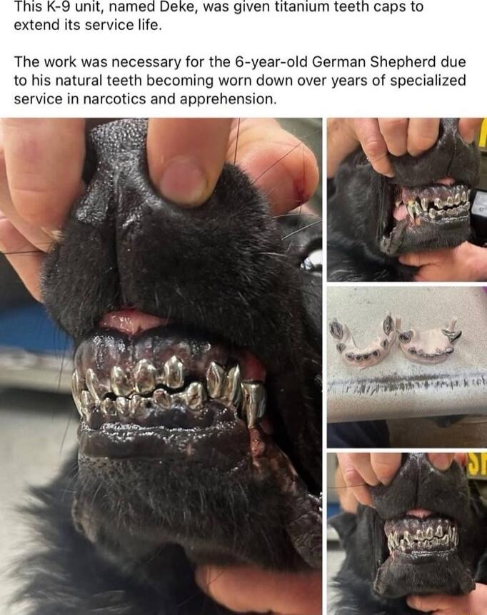 iven titanium teeth caps to extend its service life The work was necessary for the 6 year old German Shepherd to his natural teeth becoming worn down over years of specialized rvice in narcotics and apprehension