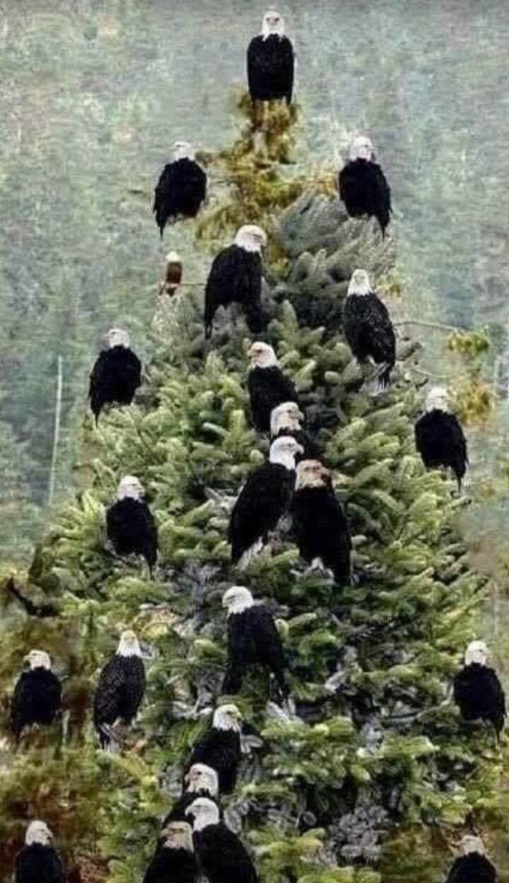 A pine tree with a large group of bald eagles perched on its branches.