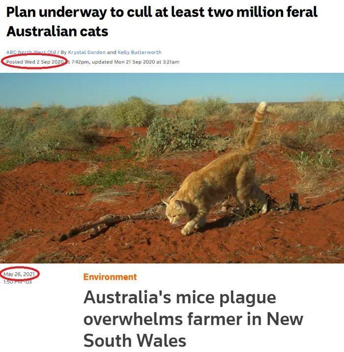 Plan underway to cull at least two million feral Australian cats Australias mice plague overwhelms farmer in New South Wales