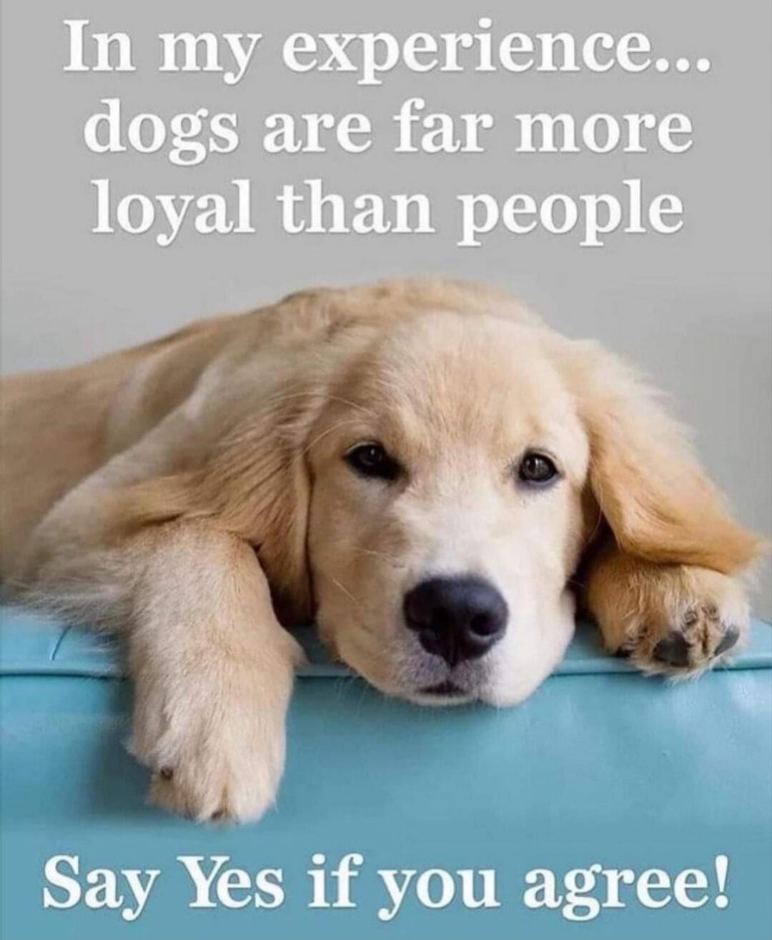 In my experience... dogs are far more loyal than people. Say Yes if you agree!