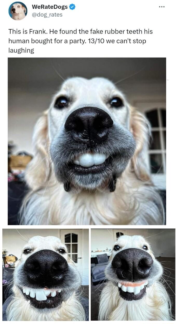 m WeRateDogs dog_rates This is Frank He found the fake rubber teeth his human bought for a party 1310 we cant stop laughing