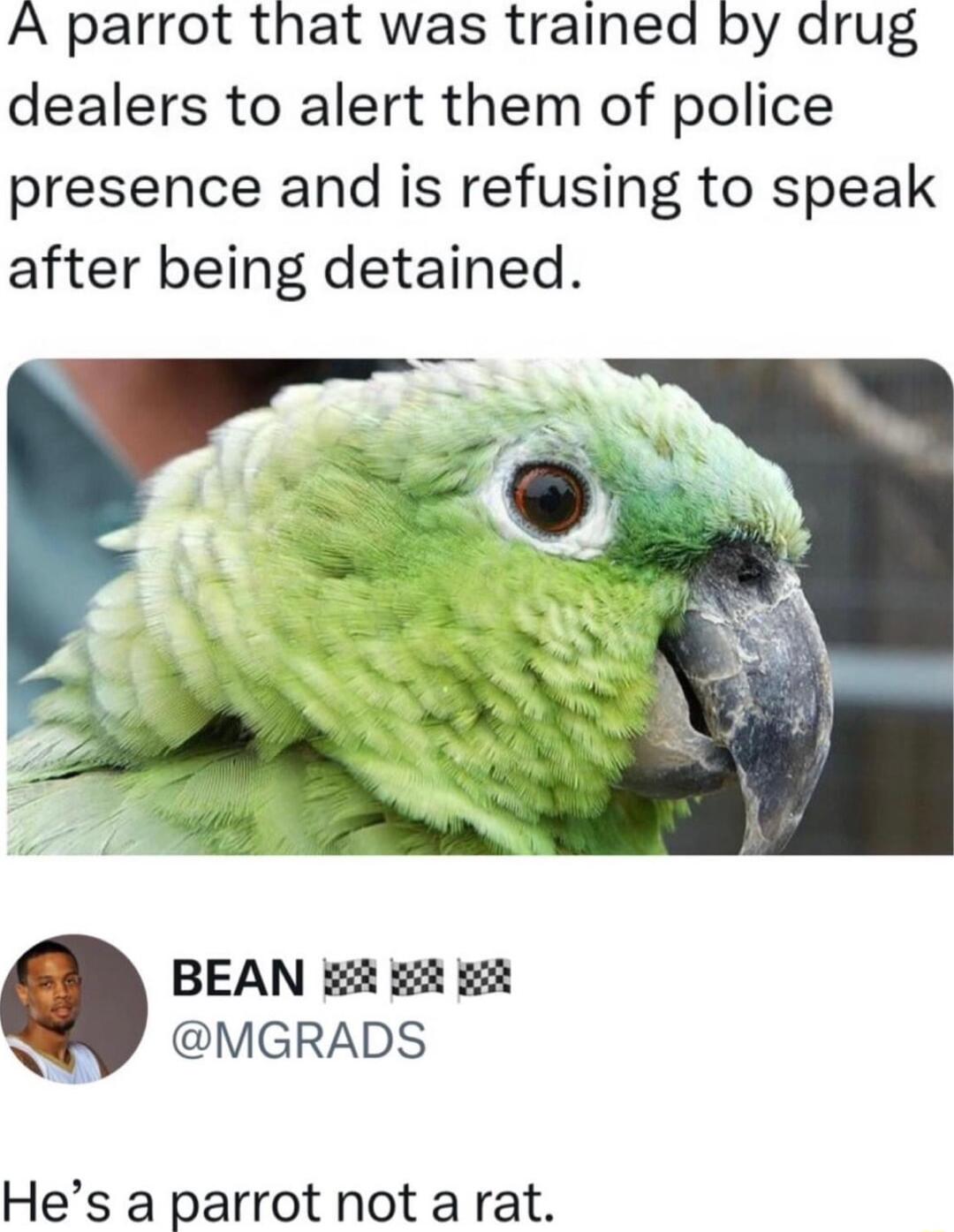 A parrot that was trained by drug dealers to alert them of police presence and is refusing to speak after being detained BEAN it it WY VGRADS Hes a parrot not a rat