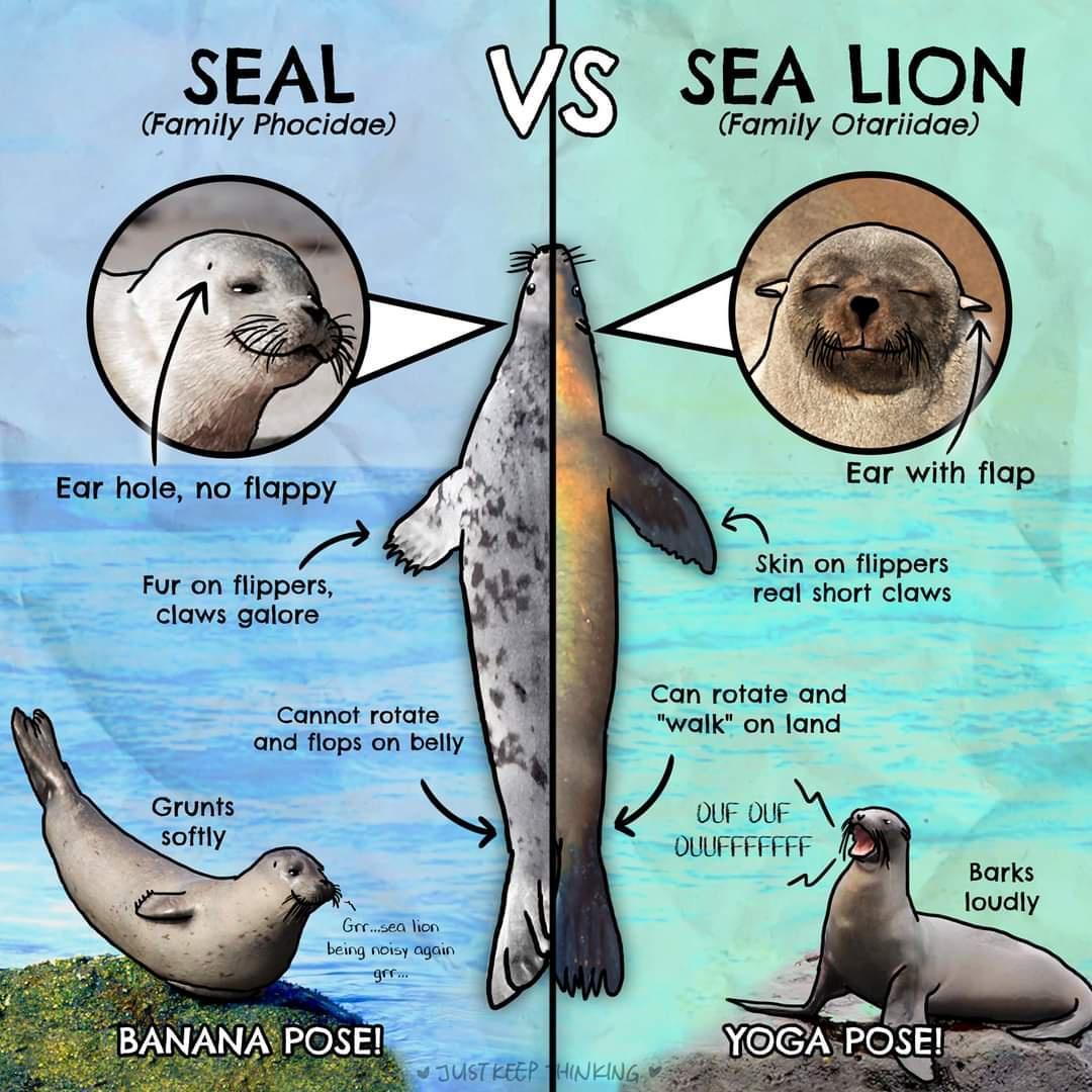 SEAL Family Phocidae Ear hole no flappy Ll Fur on flippers claws galore Cannot rotate Grrsea lion being noisy 0gain and flops on belly 1 VS SEA LION Family Otariidae Can rotate and S walk on land by o OUFDUFA OUUFFFFFFF o